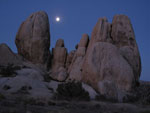 Joshua Tree