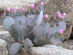 Joshua Tree