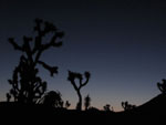 Joshua Tree