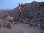 Joshua Tree - Memorial Day 2009