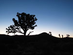 Joshua Tree - Memorial Day 2009