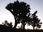 Joshua Tree - Memorial Day 2009